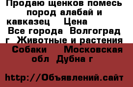 Продаю щенков помесь пород алабай и кавказец. › Цена ­ 1 500 - Все города, Волгоград г. Животные и растения » Собаки   . Московская обл.,Дубна г.